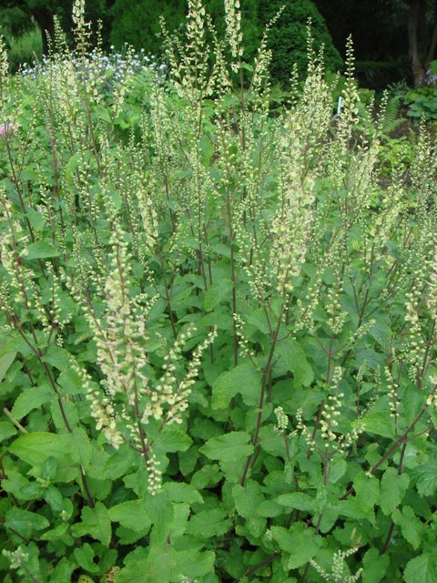 Teucrium scorodonia